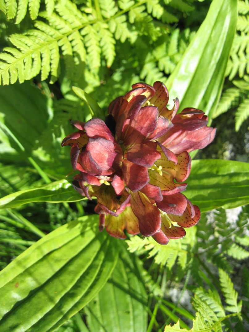 Fiori delle Orobie Valtellinesi